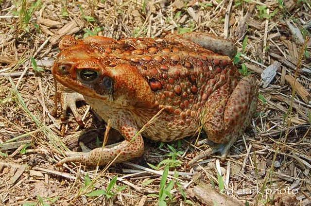 Bufo marinus (Rhinella marina)  Cane Toad10.jpg